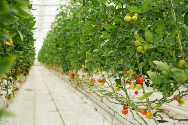 Grow Bags - Image 3