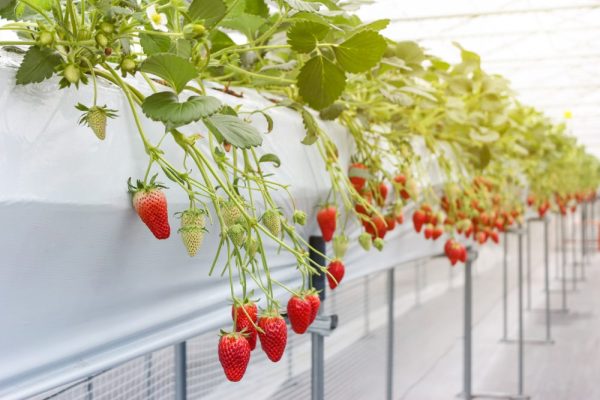 Grow Bags - Image 2
