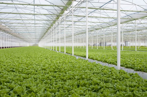 Grow Bags - Image 4